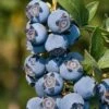 Star Southern Highbush Blueberry - 3 Gallon Pot -FRUIT TREES & PLANTS Sales Blueverry Southern Highbush Star 500x750 1
