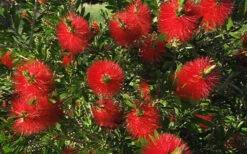 Scarlet Compacta Bottlebrush - Callistemon - 3 Gallon Pot -FRUIT TREES & PLANTS Sales Bottlebrush Scarlet Compacta 2