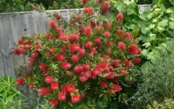 Scarlet Compacta Bottlebrush - Callistemon - 3 Gallon Pot -FRUIT TREES & PLANTS Sales Bottlebrush Scarlet Compacta