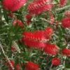 Scarlet Compacta Bottlebrush - Callistemon - 3 Gallon Pot -FRUIT TREES & PLANTS Sales Bottlebrush Scarlet Compacta 500x750 1