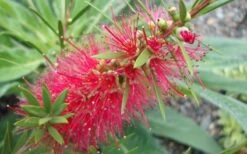 Woodlanders Cold Hardy Red Bottlebrush - Callistemon - 1 Gallon Pot 12 Woodlanders Cold Hardy Red Bottlebrush - Callistemon - 1 Gallon Pot -FRUIT TREES & PLANTS Sales Bottlebrush Woodlanders Hardy 1