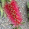 Semmes Cold Hardy Red Bottlebrush - Callistemon - 3 Gallon Pot -FRUIT TREES & PLANTS Sales Bottlebrush Woodlanders Hardy Red 10