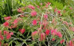 Semmes Cold Hardy Red Bottlebrush - Callistemon - 3 Gallon Pot -FRUIT TREES & PLANTS Sales Bottlebrush Woodlanders Hardy Red 17