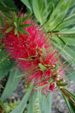 Woodlanders Cold Hardy Red Bottlebrush - Callistemon - 3 Gallon Pot -FRUIT TREES & PLANTS Sales Bottlebrush Woodlanders Hardy Red 20 1