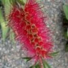 Woodlanders Cold Hardy Red Bottlebrush - Callistemon - 3 Gallon Pot 1 Woodlanders Cold Hardy Red Bottlebrush - Callistemon - 3 Gallon Pot -FRUIT TREES & PLANTS Sales Bottlebrush Woodlanders Hardy Red 21 1