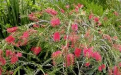 Woodlanders Cold Hardy Red Bottlebrush - Callistemon - 3 Gallon Pot -FRUIT TREES & PLANTS Sales Bottlebrush Woodlanders Hardy Red 22 1