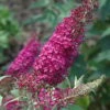 Attraction Butterfly Bush - Buddleia - 3 Gallon Pot -FRUIT TREES & PLANTS Sales Butterfly Bush Attraction 500x750 1