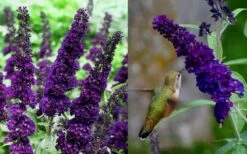 Black Knight Butterfly Bush - 3 Gallon Pot 8 Black Knight Butterfly Bush - 3 Gallon Pot -FRUIT TREES & PLANTS Sales Butterfly Bush Black Knight 1