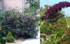Black Knight Butterfly Bush - 3 Gallon Pot 9 Black Knight Butterfly Bush - 3 Gallon Pot -FRUIT TREES & PLANTS Sales Butterfly Bush Black Knight 2