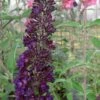 Black Knight Butterfly Bush - 3 Gallon Pot -FRUIT TREES & PLANTS Sales Butterfly Bush Black Knight 500x750 1