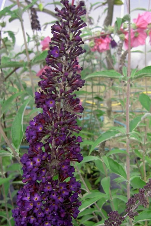 Black Knight Butterfly Bush - 3 Gallon Pot 3 Black Knight Butterfly Bush - 3 Gallon Pot