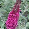Cranrazz Butterfly Bush - 3 Gallon Pot -FRUIT TREES & PLANTS Sales Butterfly Bush Cranrazz 500x750 1