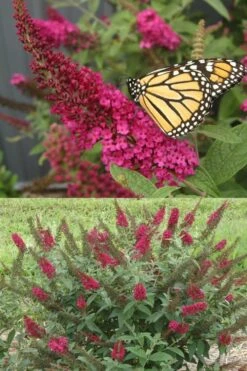 Miss Molly Butterfly Bush - Buddleia - 2 Gallon Pot -FRUIT TREES & PLANTS Sales Butterfly Bush Miss Molly 1