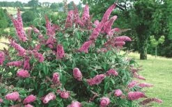 Pink Delight Butterfly Bush - 3 Gallon Pot -FRUIT TREES & PLANTS Sales Butterfly Bush Pink Delight Flower 2