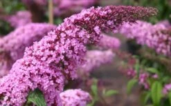 Pink Delight Butterfly Bush - 3 Gallon Pot -FRUIT TREES & PLANTS Sales Butterfly Bush Pink Delight Flower