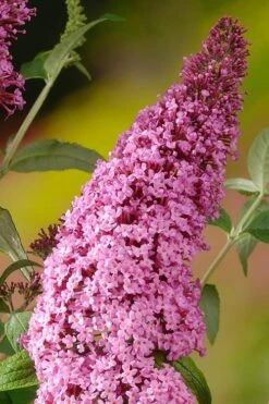 Pink Delight Butterfly Bush - 3 Gallon Pot -FRUIT TREES & PLANTS Sales Butterfly Bush Pink Delight Rev 500x750 1