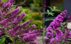 Buddleia Flutterby Petite Tutti Fruitti Dwarf Butterfly Bush - 1 Gallon Pot -FRUIT TREES & PLANTS Sales Butterfly Bush Tutti Fruitti 1