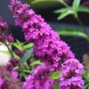 Buddleia Flutterby Petite Tutti Fruitti Dwarf Butterfly Bush - 1 Gallon Pot 1 Buddleia Flutterby Petite Tutti Fruitti Dwarf Butterfly Bush - 1 Gallon Pot -FRUIT TREES & PLANTS Sales Butterfly Bush Tutti Frutti 500x750 2