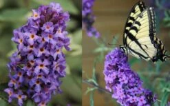 Buddleia Flutterby Petite Blue Heaven Dwarf Butterfly Bush - 3 Gallon Pot -FRUIT TREES & PLANTS Sales Butterfly Flutterby Blue heaven 1