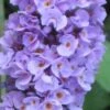 Buddleia Flutterby Petite Blue Heaven Dwarf Butterfly Bush - 3 Gallon Pot 2 Buddleia Flutterby Petite Blue Heaven Dwarf Butterfly Bush - 3 Gallon Pot -FRUIT TREES & PLANTS Sales Butterfly Petite Blue heaven 500x750 2