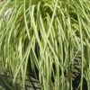 Evergold Japanese Sedge (Carex Hachijoensis) - 10 Pack Of Quart Pots -FRUIT TREES & PLANTS Sales Carex Evergold 500x750 1