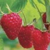 Caroline Raspberry - 2 Gallon Pot -FRUIT TREES & PLANTS Sales Caroline Raspberry 1