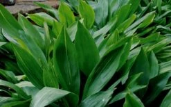 Cast Iron Plant - 1 Gallon Pot 12 Cast Iron Plant - 1 Gallon Pot -FRUIT TREES & PLANTS Sales Cast Iron Plant 1 1