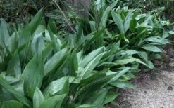 Cast Iron Plant - 3 Gallon Pot 13 Cast Iron Plant - 3 Gallon Pot -FRUIT TREES & PLANTS Sales Cast Iron Plant 3 2