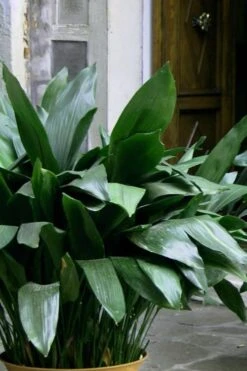 Cast Iron Plant - 2 Gallon Pot