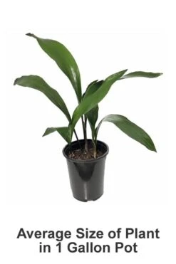 Cast Iron Plant - 2 Gallon Pot -FRUIT TREES & PLANTS Sales Cast iron Plant 20