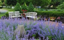 Walker's Low Catmint (Nepeta X Faassenii) - 5 Pack Of Quart Pots -FRUIT TREES & PLANTS Sales Catmint Walkers Low 1 1