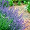 Walker's Low Catmint (Nepeta X Faassenii) - 5 Pack Of Quart Pots -FRUIT TREES & PLANTS Sales Catmint Walkers Low 3 1