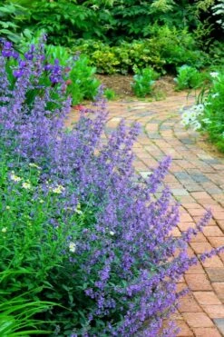Walker's Low Catmint (Nepeta X Faassenii) - 5 Pack Of Quart Pots