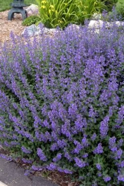 Walker's Low Catmint (Nepeta X Faassenii) - 5 Pack Of Quart Pots -FRUIT TREES & PLANTS Sales Catmint Walkers Low 4 1