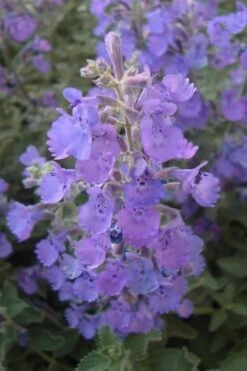 Walker's Low Catmint (Nepeta X Faassenii) - 5 Pack Of Quart Pots -FRUIT TREES & PLANTS Sales Catmint Walkers Low 5 1