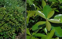 Bigfoot Cleyera Japonica - 3 Gallon Pot 10 Bigfoot Cleyera Japonica - 3 Gallon Pot -FRUIT TREES & PLANTS Sales Cleyera Bigfoot