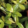 Bigfoot Cleyera Japonica - 3 Gallon Pot 1 Bigfoot Cleyera Japonica - 3 Gallon Pot -FRUIT TREES & PLANTS Sales Cleyera Bigfoot 500x750 1