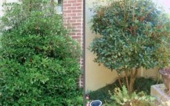 Bigfoot Cleyera Japonica - 3 Gallon Pot 11 Bigfoot Cleyera Japonica - 3 Gallon Pot -FRUIT TREES & PLANTS Sales Cleyera Bigfoot Tree