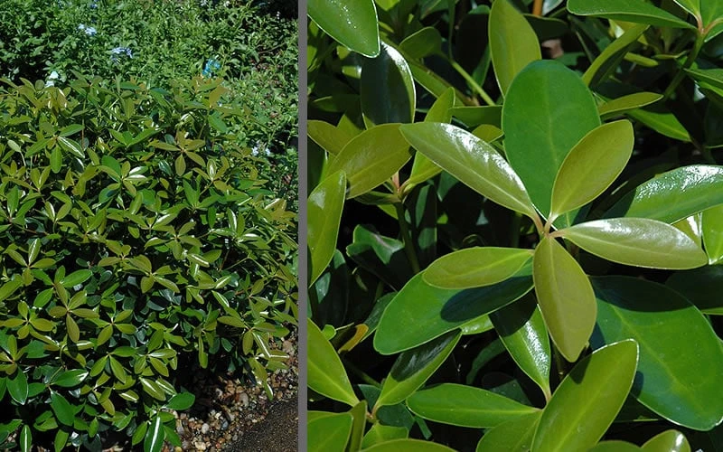 Bigfoot Cleyera Japonica - 3 Gallon Pot 6 Bigfoot Cleyera Japonica - 3 Gallon Pot - Image 4