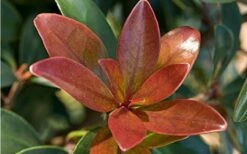 Bronze Beauty Cleyera - 3 Gallon Pot 10 Bronze Beauty Cleyera - 3 Gallon Pot -FRUIT TREES & PLANTS Sales Cleyera Bronze Beauty 2