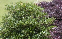 Bronze Beauty Cleyera - 3 Gallon Pot 11 Bronze Beauty Cleyera - 3 Gallon Pot -FRUIT TREES & PLANTS Sales Cleyera Bronze Beauty 50