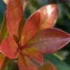 Bronze Beauty Cleyera - 3 Gallon Pot -FRUIT TREES & PLANTS Sales Cleyera Bronze Beauty Rev 500x750 1