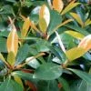Japanese Cleyera (Ternstroemia Gymnanthera) - 3 Gallon Pot 2 Japanese Cleyera (Ternstroemia Gymnanthera) - 3 Gallon Pot -FRUIT TREES & PLANTS Sales Cleyera Japonica 500x750 1