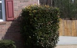 Japanese Cleyera (Ternstroemia Gymnanthera) - 3 Gallon Pot -FRUIT TREES & PLANTS Sales Cleyera Japonica Japanese 1