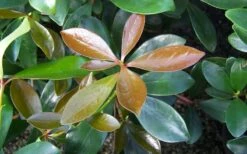 Japanese Cleyera (Ternstroemia Gymnanthera) - 3 Gallon Pot -FRUIT TREES & PLANTS Sales Cleyera Japonica Japanese