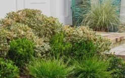 Juliet Cleyera Japonica - 2 Gallon Pot 9 Juliet Cleyera Japonica - 2 Gallon Pot -FRUIT TREES & PLANTS Sales Cleyera Juliet 2