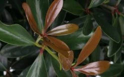 LeAnn Cleyera Japonica - 3 Gallon Pot -FRUIT TREES & PLANTS Sales Cleyera LeAnn Japonica