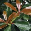 LeAnn Cleyera Japonica - 3 Gallon Pot -FRUIT TREES & PLANTS Sales Cleyera Leann BS
