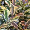 Romeo Variegated Cleyera Japonica - 2 Gallon Pot 1 Romeo Variegated Cleyera Japonica - 2 Gallon Pot -FRUIT TREES & PLANTS Sales Cleyera Romeo 2