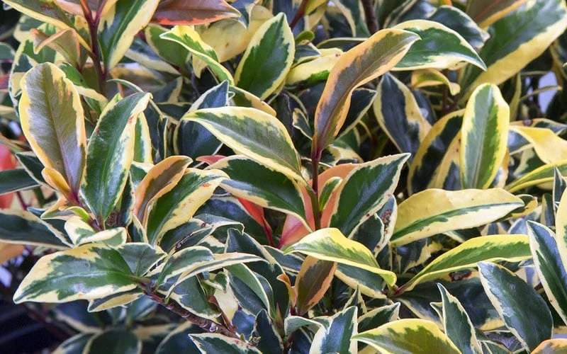 Romeo Variegated Cleyera Japonica - 2 Gallon Pot 7 Romeo Variegated Cleyera Japonica - 2 Gallon Pot - Image 5